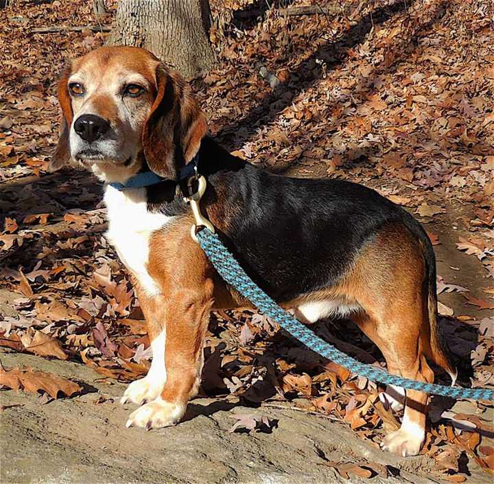 This little beagle was found wandering near Union Valley Road in Mahopac.