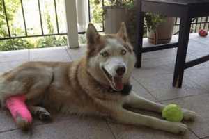 Good Samaritans Seek Owners Of Dog Found In Pelham
