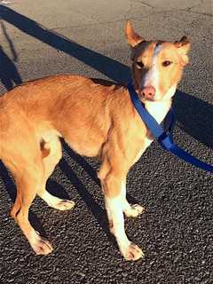 Do You Know Her? Dog Found In Carmel