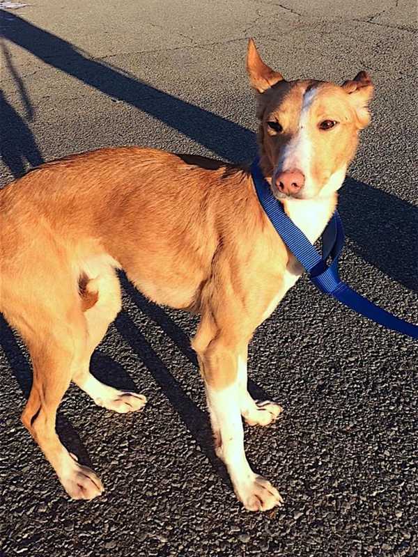 Do You Know Her? Dog Found In Carmel