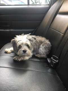 Lost Dog Rescued In Lewisboro; Owners Sought