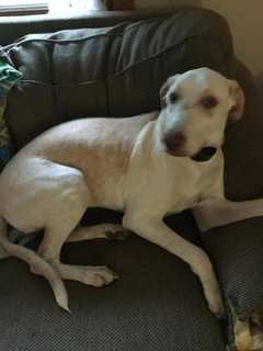 Poughkeepsie Owners Hunt For Their Lost Dog, Maci