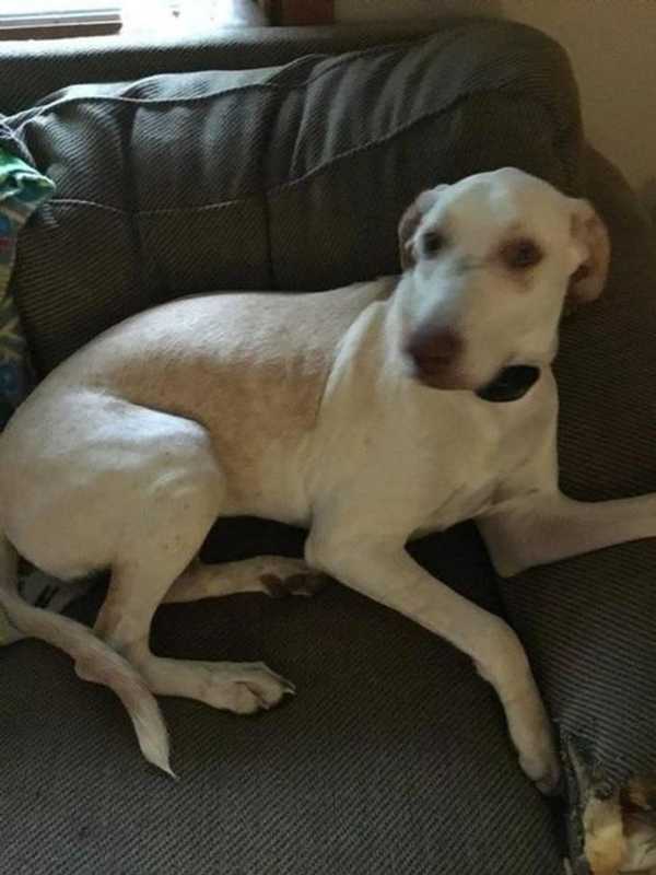 Poughkeepsie Owners Hunt For Their Lost Dog, Maci