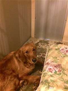 Happy To Be Home: Lost Mahopac Dog Reunited With Family