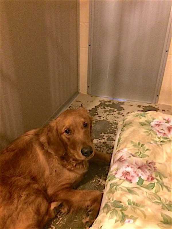 Happy To Be Home: Lost Mahopac Dog Reunited With Family