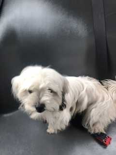 Do You Know Missing Dog Found In Port Chester?