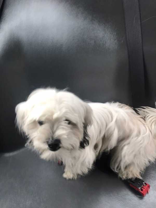 Do You Know Missing Dog Found In Port Chester?