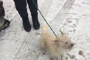 Do You Know This Lost Yonkers Dog?