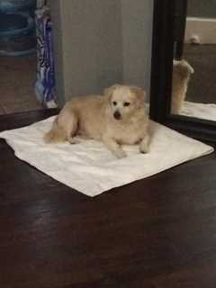 Lost Dog Rescued In Yonkers
