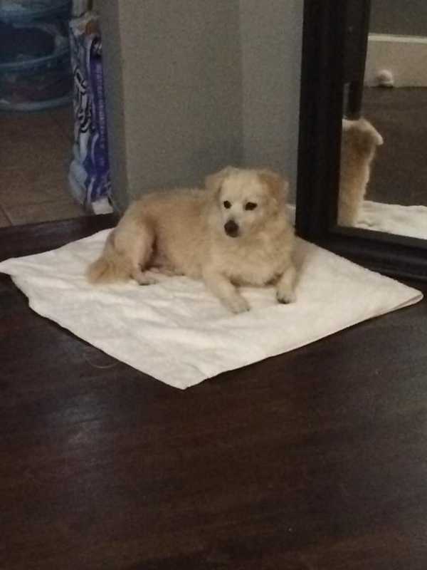 Lost Dog Rescued In Yonkers