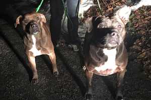 Happy To Be Home: Lost Dogs Reunited With Owners In Kent