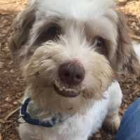 Lucas Is SPCA Pet Of The Week