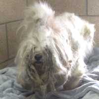 Abused, Neglected 'Lucky' Rescued By Local Police, Animal Welfare Center In NJ