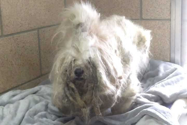 Abused, Neglected 'Lucky' Rescued By Local Police, Animal Welfare Center In NJ