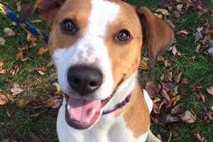 Lucky Is SPCA Pet Of The Week