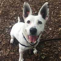 Luna Is SPCA Pet Of The Week