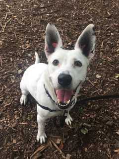 Luna Is SPCA Pet Of The Week