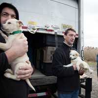 <p>Crates of puppies are unloaded from Grateful Doggies&#x27; van and into the arms of new families.</p>