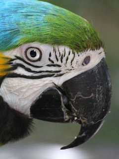 Yonkers Family's Missing Macaw Found Safe 