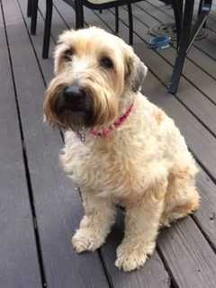 Yonkers Family Searching For Their Missing Dog, Maggie