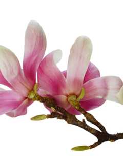 Poughkeepsie's Cunneen-Hackett Schedules Annual Magnolia Party