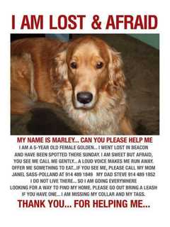 Group Posts Photo Of Pooch That Went Missing From Beacon In 2012