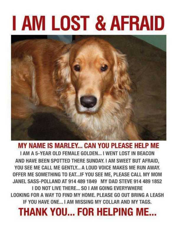 Group Posts Photo Of Pooch That Went Missing From Beacon In 2012