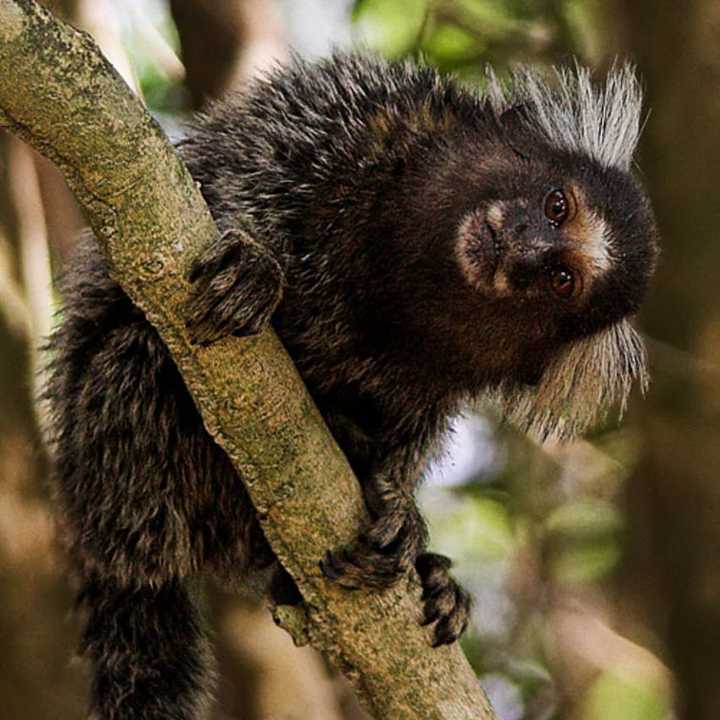 A marmoset monkey