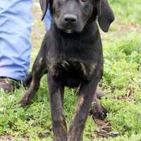 Pet Rescue Puts A New Batch Of Pups Up For Adoption In Harrison