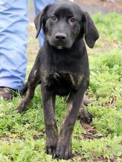 Pet Rescue Puts A New Batch Of Pups Up For Adoption In Harrison