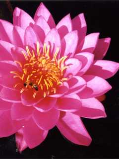 Maryknoll Photo Exhibit In Ossining Showcases Nature’s Wonders