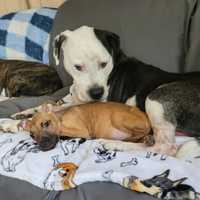 'Skin And Bones': Multiple Agencies Probe Dumping Of Starved Puppy