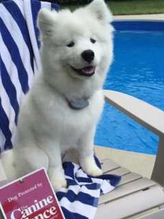 Shelton Dog To Star On Billboard After Winning Photo Contest