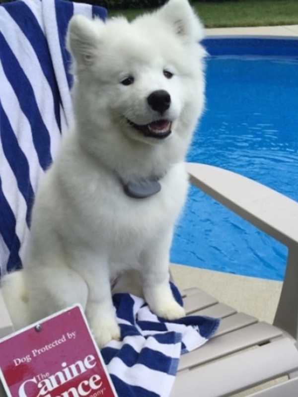 Shelton Dog To Star On Billboard After Winning Photo Contest