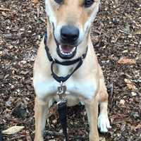 Meerkat Is SPCA Pet Of The Week