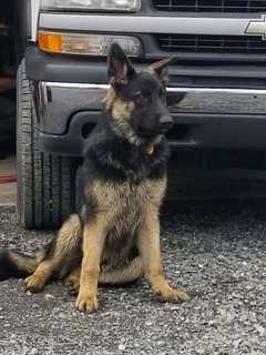 Reward Increased For Info In Shooting Death Of German Shepherd, State Police Say