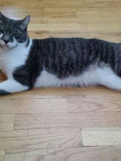 Owner Hopes For Much-Awaited Reunion With Missing Mahopac Cat