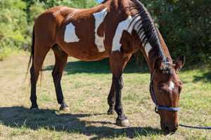 MSPCA Hoping To Conjure Up Holiday Miracle For Homeless Horse Merlin