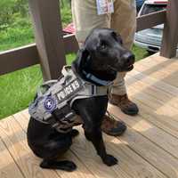 <p>A police K9 assists in the search for Mateo Zevallos that closed parts of Shenandoah National Park Friday, May 19.</p>