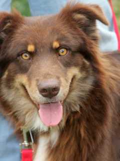 Harrison's Pet Rescue Has More Dogs, Cats, Puppies Ready For Adoption