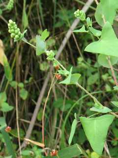 Invasive Mile-A-Minute Plant Removed From Area Near Trail In Monroe