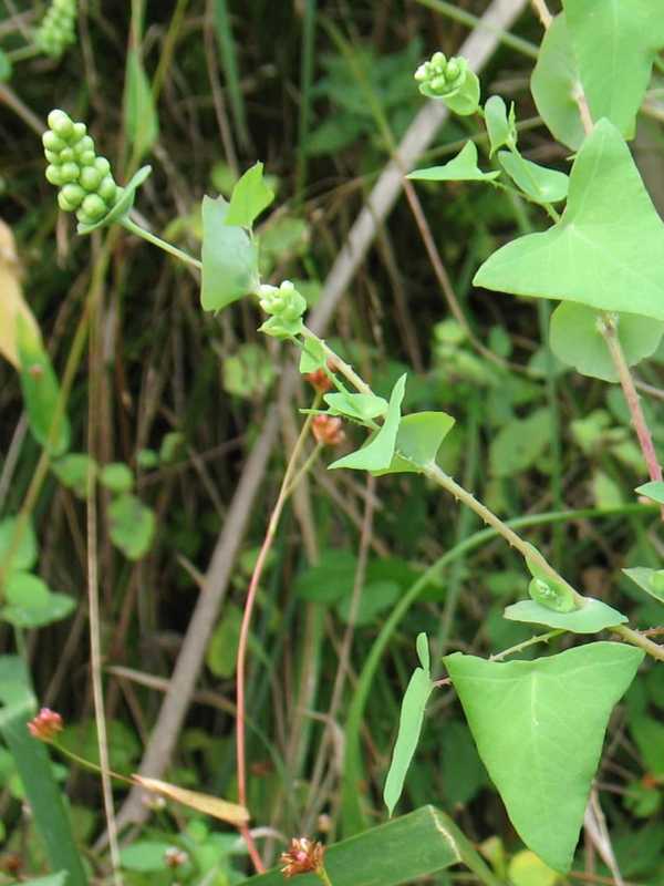 Invasive Mile-A-Minute Plant Removed From Area Near Trail In Monroe