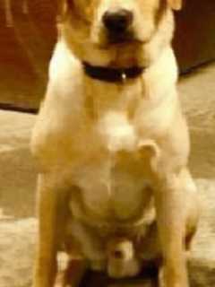 Dutchess Family Offers Reward For Return Of Beloved Pooch