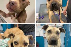 Starving Dogs Dumped In Woods, Pittsgrove Owner Charged With Animal Cruelty