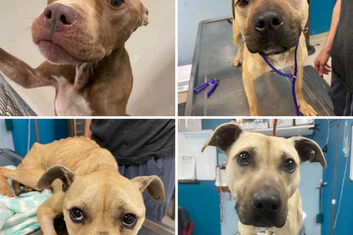 Starving Dogs Dumped In South Jersey Woods, Owner Charged With Animal Cruelty