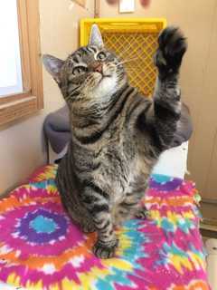 Mitts Is The SPCA Of Westchester's Pet Of The Week