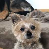 Nassau Man Who Cracked Four-Pound Dog’s Skull With ‘Sadistic’ Kick Learns His Fate