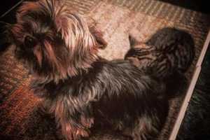 Have You Seen Molly, Lost Larchmont Dog?