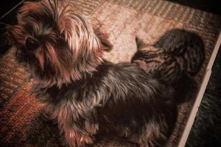 Have You Seen Molly, Lost Larchmont Dog?
