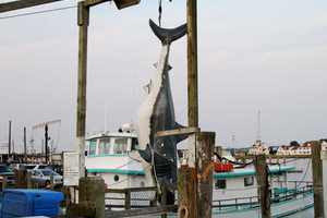 Shark Week Fast Fact: Did You Know Long Island Fisherman Inspired 'Jaws'?